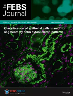 Actin cytoskeletal map of renal epithelia