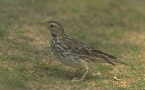 Anthus cervinus