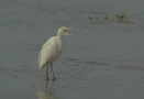 Bubulcus ibis