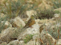 Emberiza hortulana