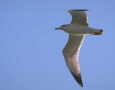 Larus ichthyaetus