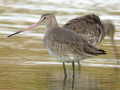 Limosa limosa