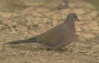 Streptopelia senegalensis