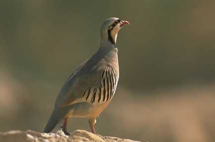 Alectoris chukar