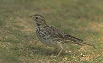 Anthus cervinus