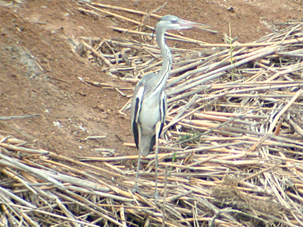 Ardea cinerea