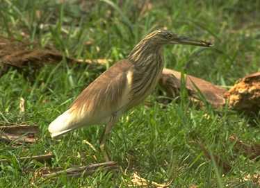 Ardeola ralloides