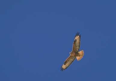 Buteo rufinus