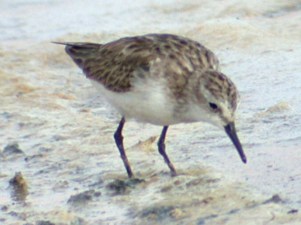 Calidris minuta