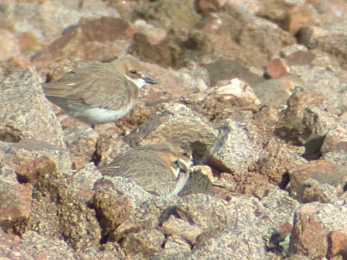 Charadrius leschenaultii