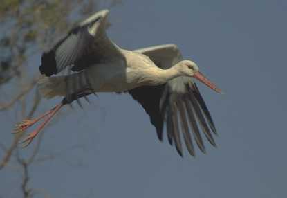 Ciconia ciconia