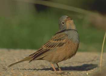 Emberiza caesia