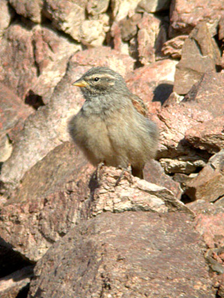 Emberiza striolata