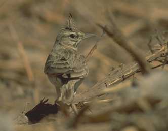 Galerida cristata