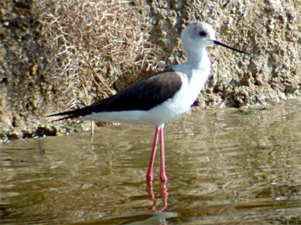 Himantopus himantopus