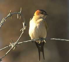 Hirundo daurica