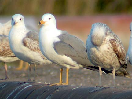 Larus armenicus