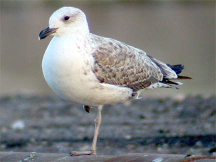 Larus armenicus