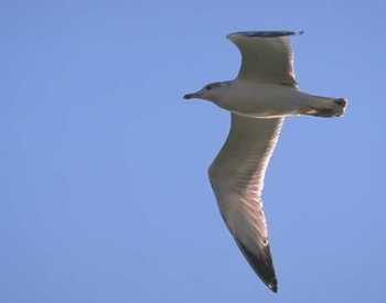 Larus ichthyaetus