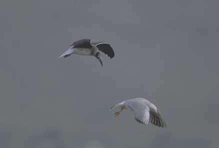 Larus leucophthalmus