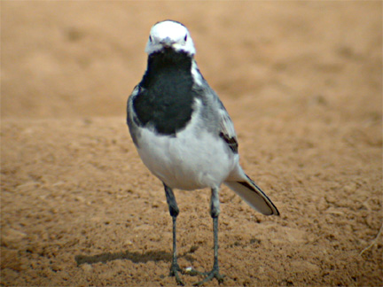 Motacilla alba