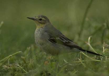 Motacilla citreola