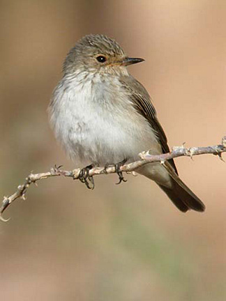 Muscicapa striata