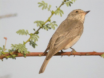 Muscicapa striata