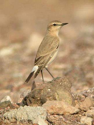 Oenanthe isabellina