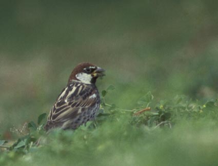 Passer hispaniolensis