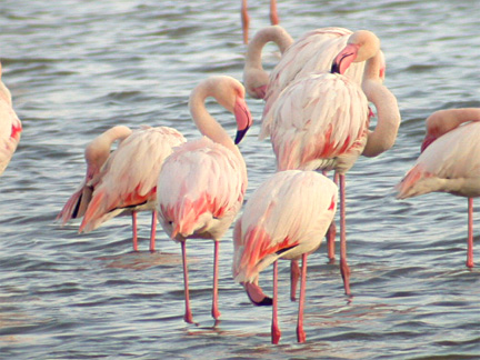 Phoenicopterus ruber