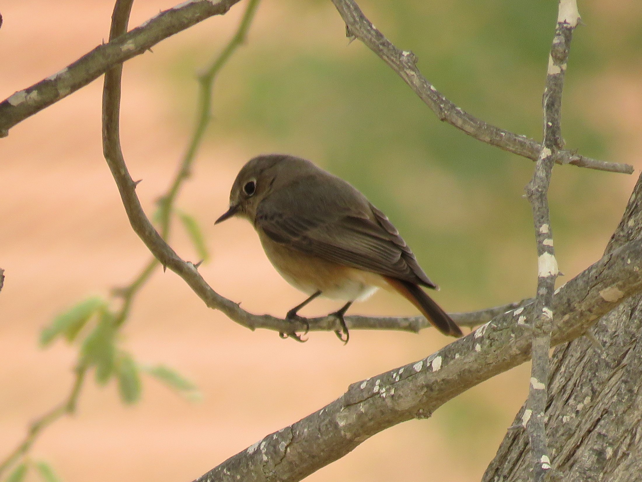 Phoenicurus ochruros