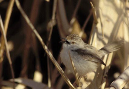 Prinia gracilis