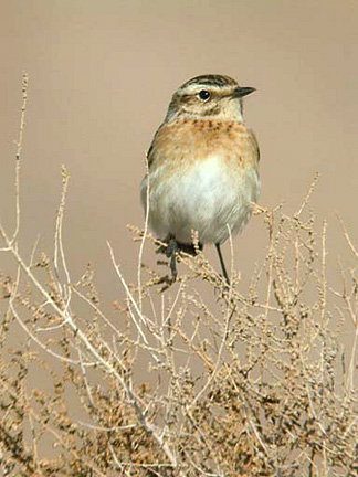 Saxicola rubetra