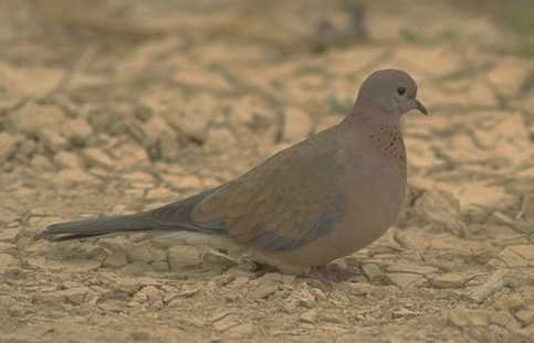 Streptopelia senegalensis